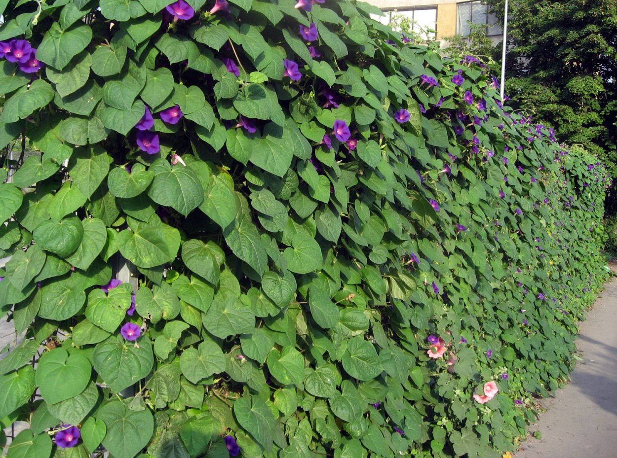 Ипомея украшение забора