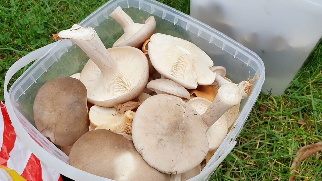 Говорушка восковатая гриб