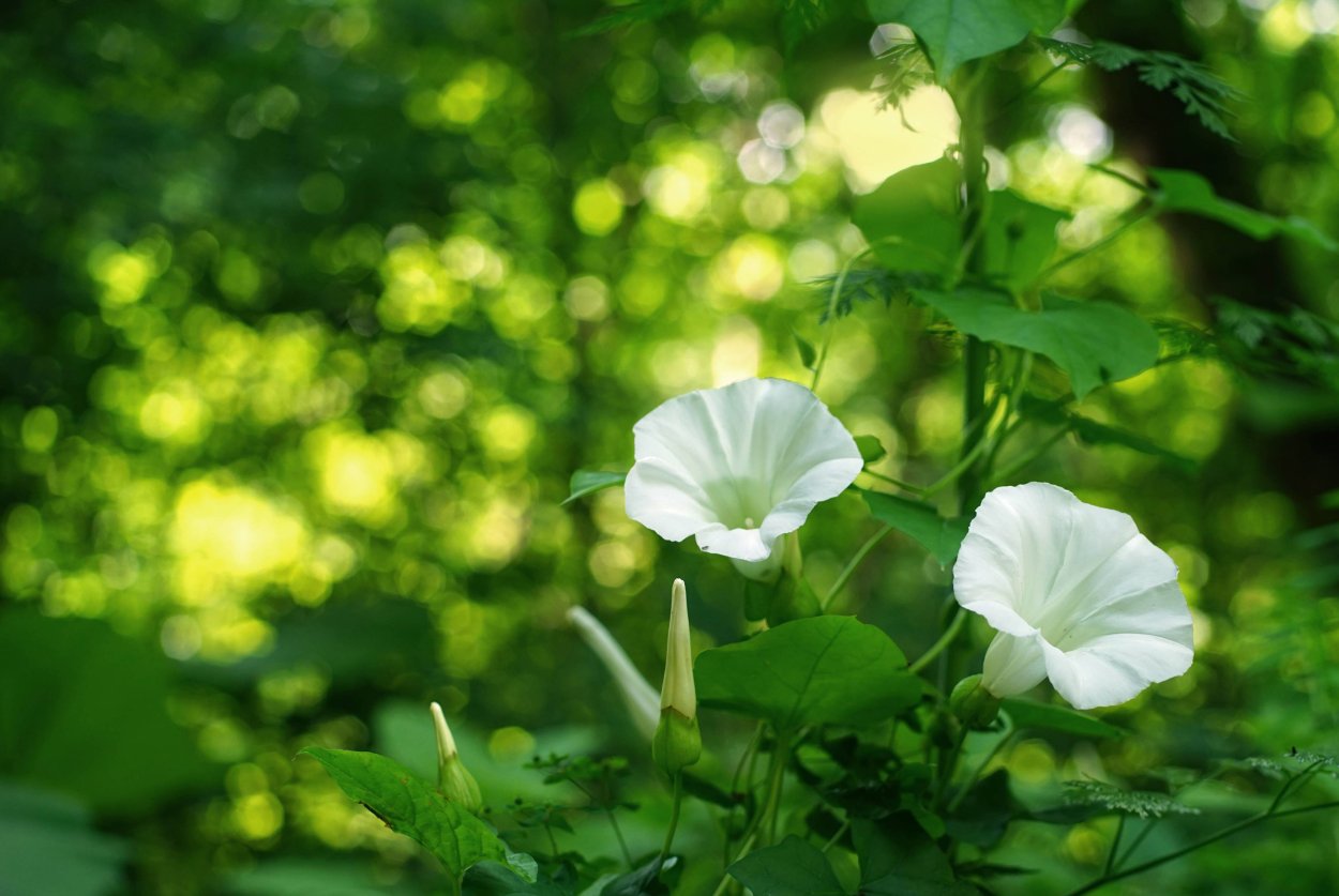 Повой заборный Calystegia sepium (l.) r. br.