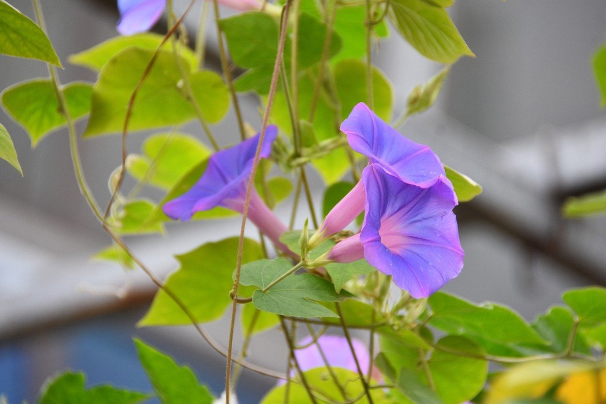 Вьюнок персидский