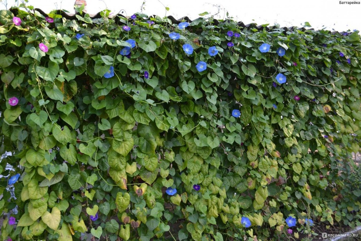 Ипомея пурпурная Лиана