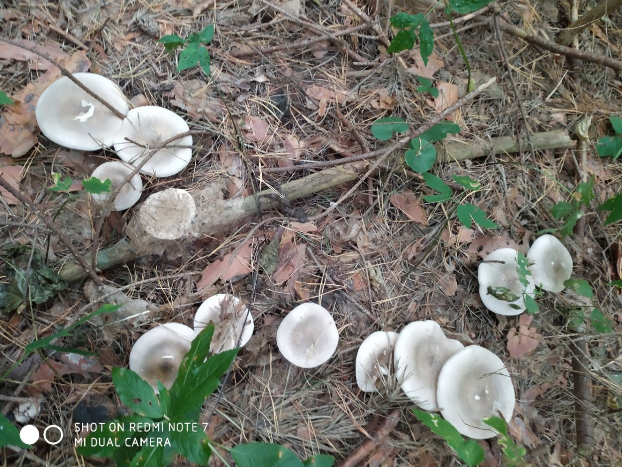 Говорушка восковатая