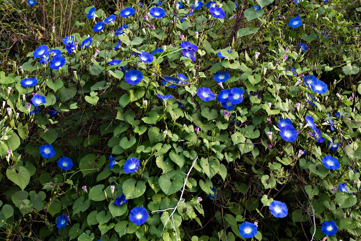 Ипомея трехцветная