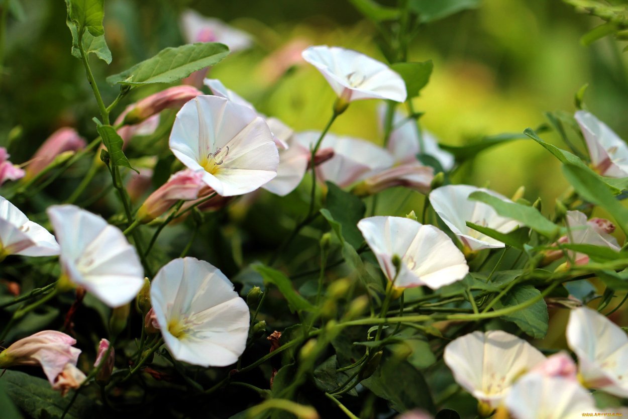 Вьюнок полевой (ипомея)