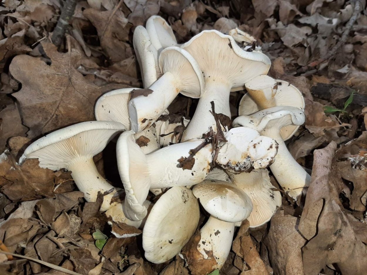 Гриб говорушка дымчатая