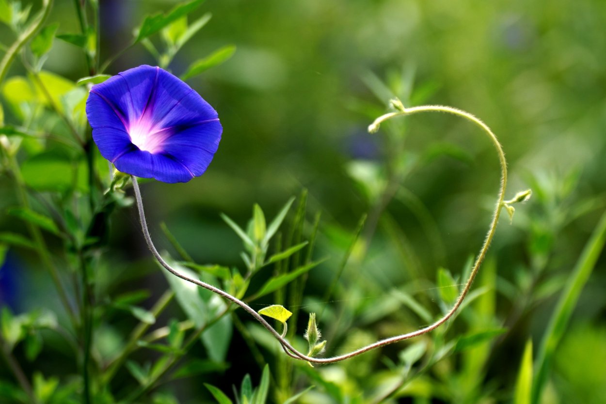 Вьюн обыкновенный растение