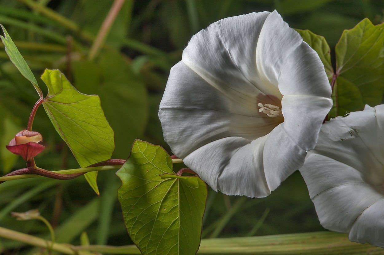 Ипомея Луноцвет