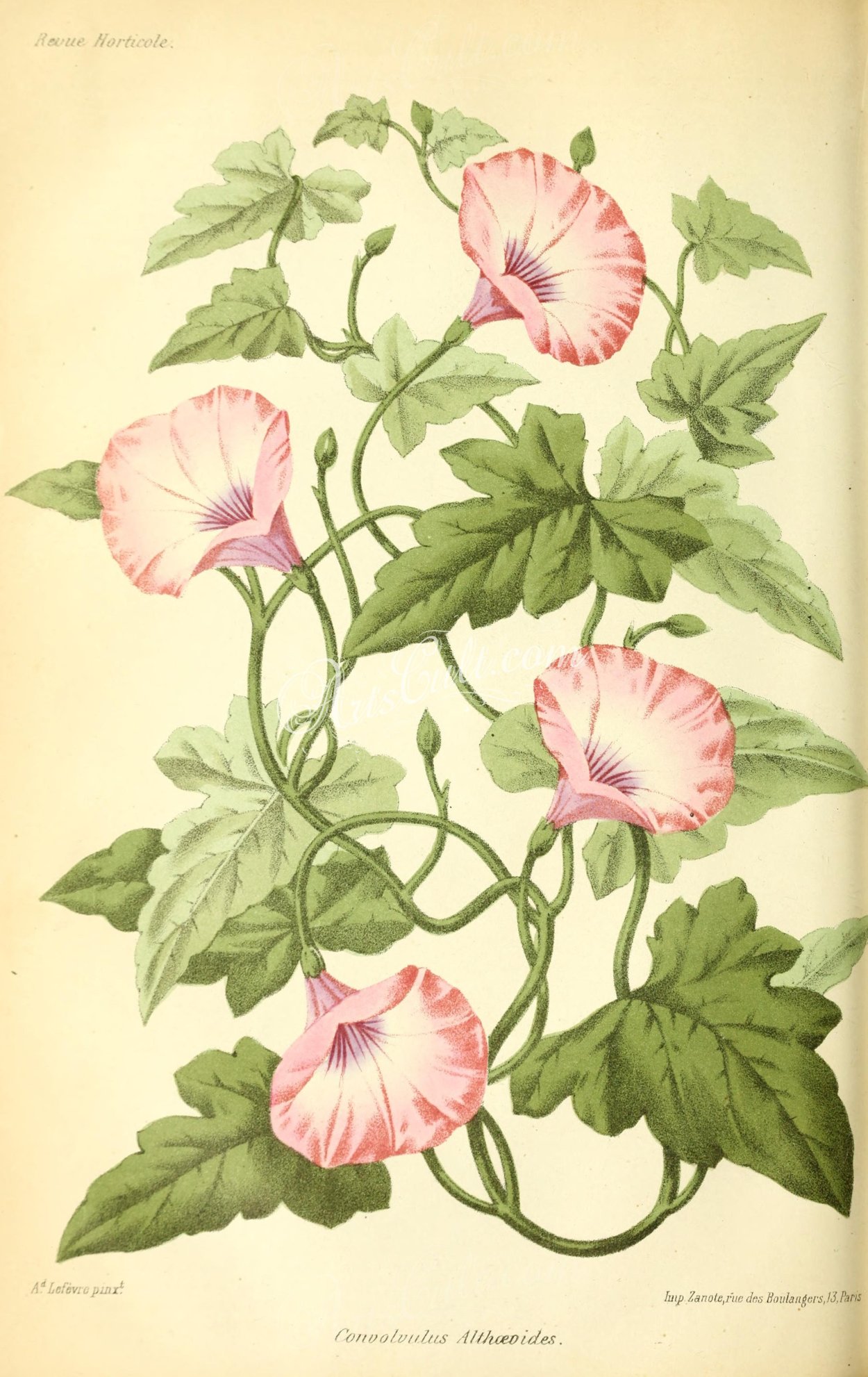 Ботаническая иллюстрация Вьюнок трехцветный