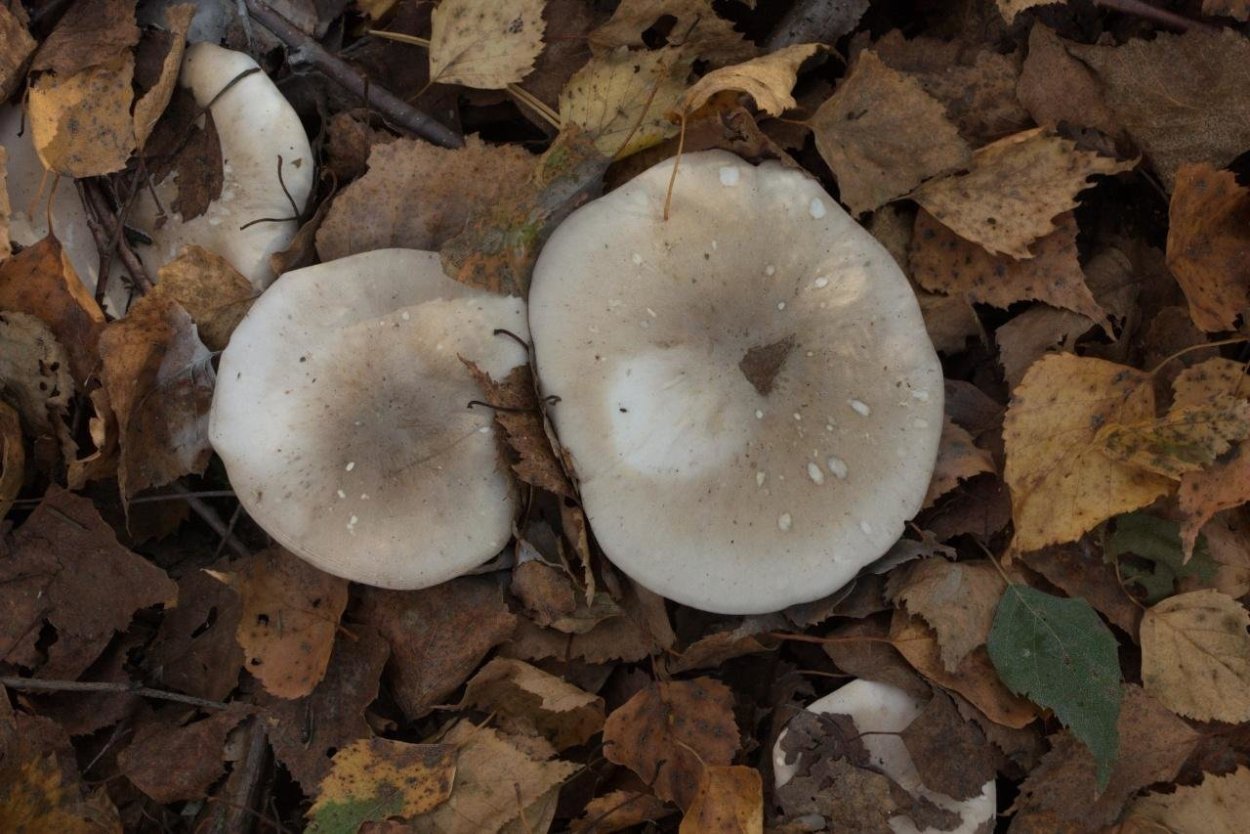 Говорушка беловатая