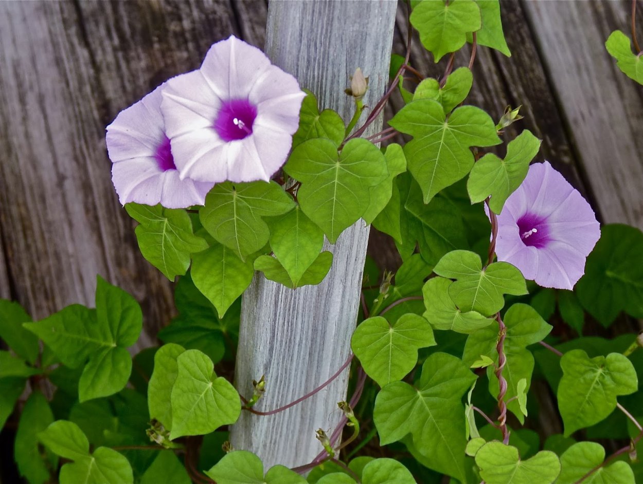 Ипомея пурпурная