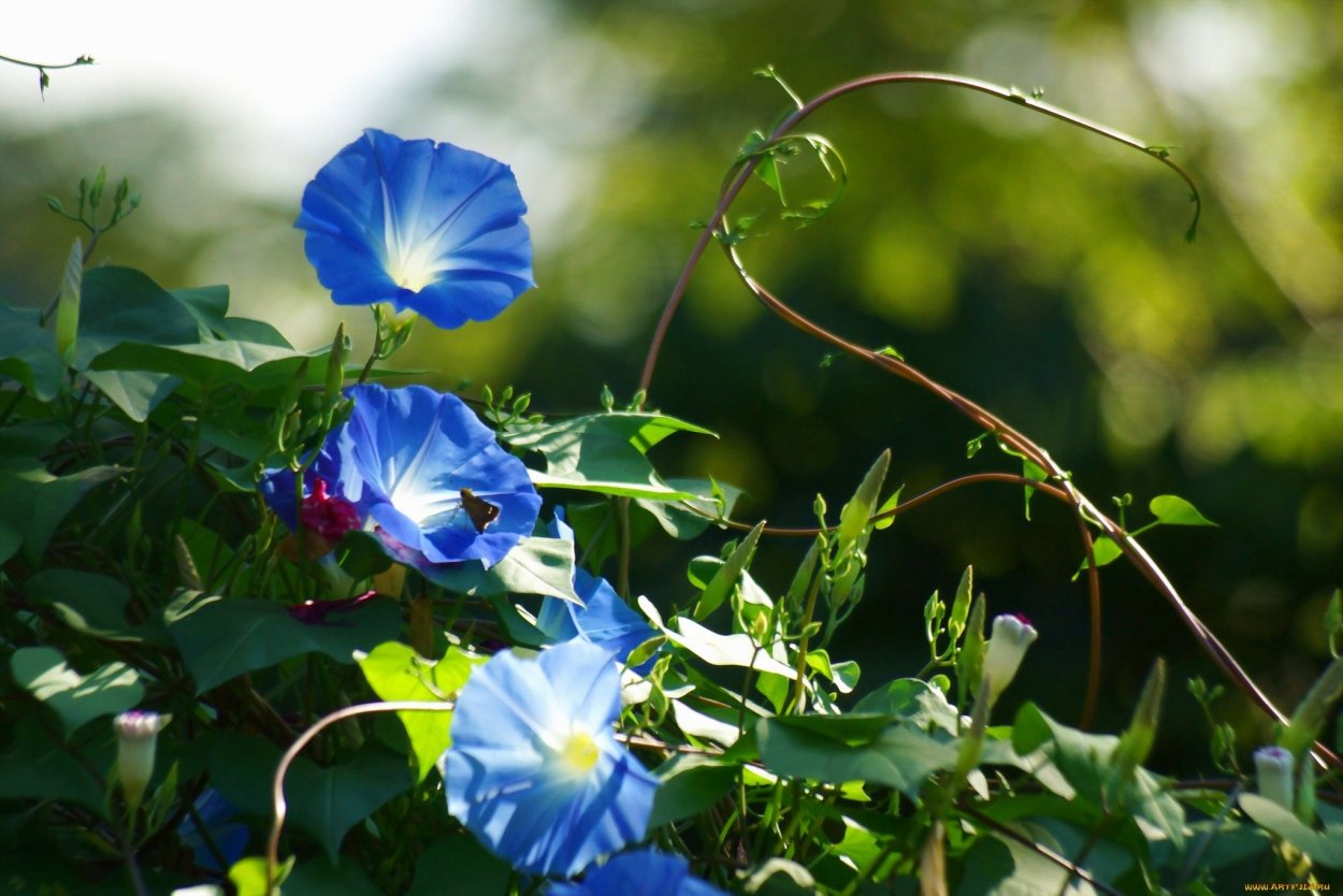 Вьюнок полевой (ипомея)