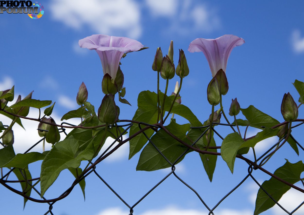 Вьюнок полевой побег