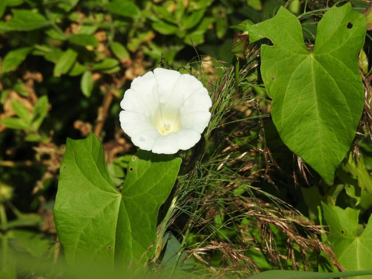 Листья вьюнка. Вьюнок bindweed. Белый цветок Вьюнок. Вьюнок полевой листья. Вьюнок смолоносный.