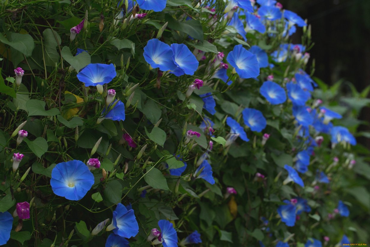 Вьюнок однолетний ипомея