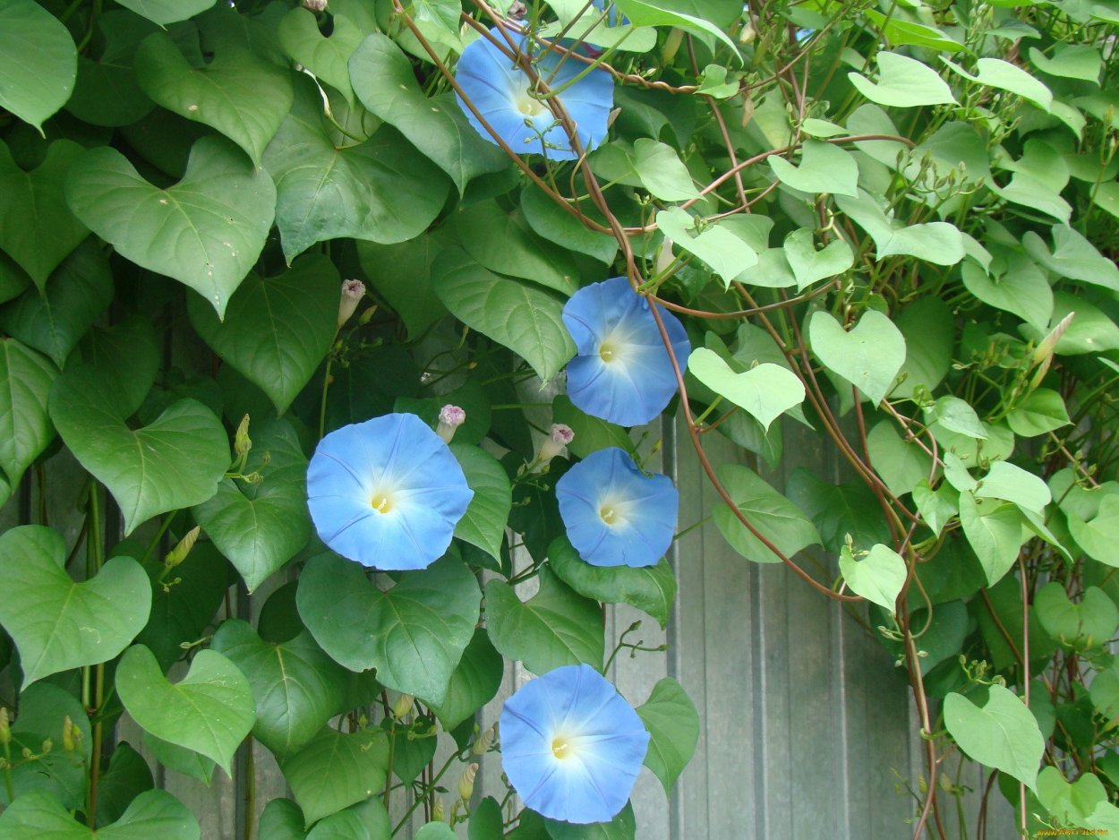 Вьюн ипомея