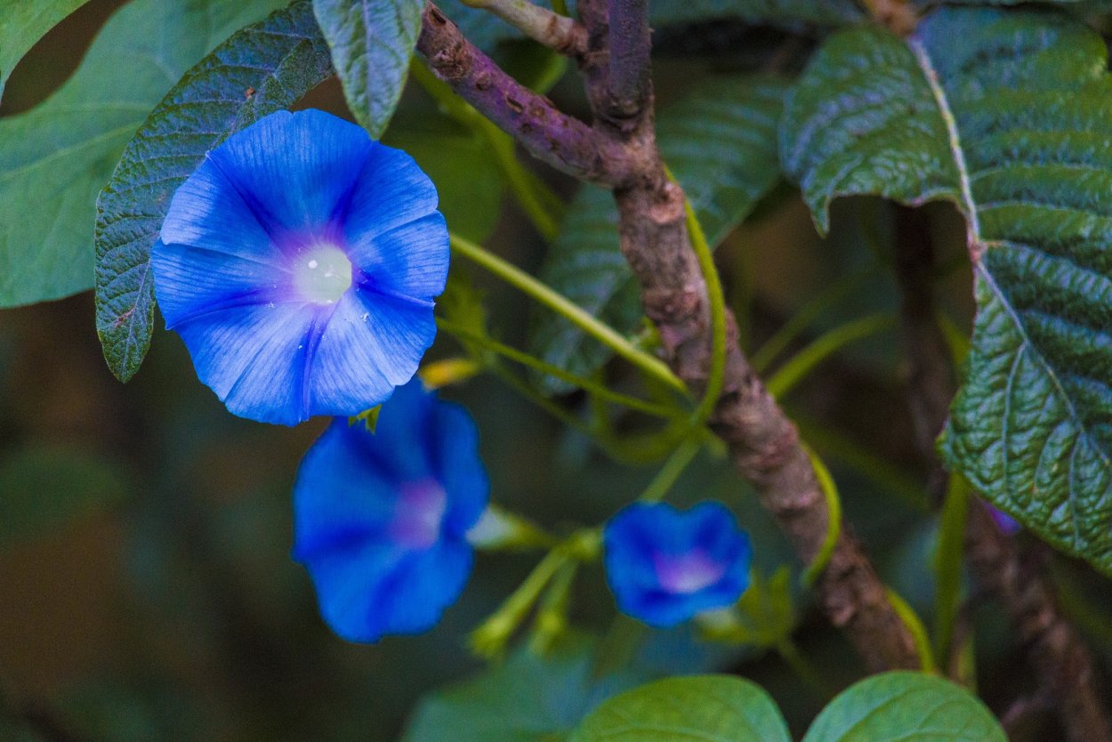 Ипомея Фарбитис