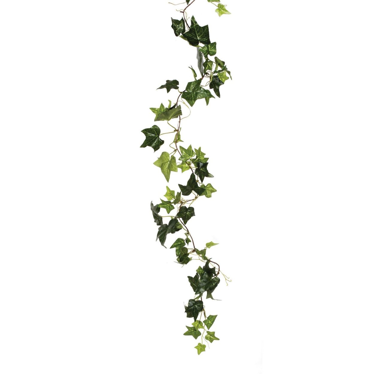 Вьюны вьющиеся растения плющ