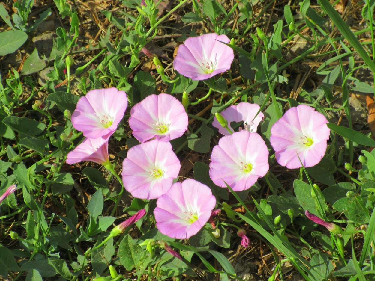 Вьюнок полевой стебель