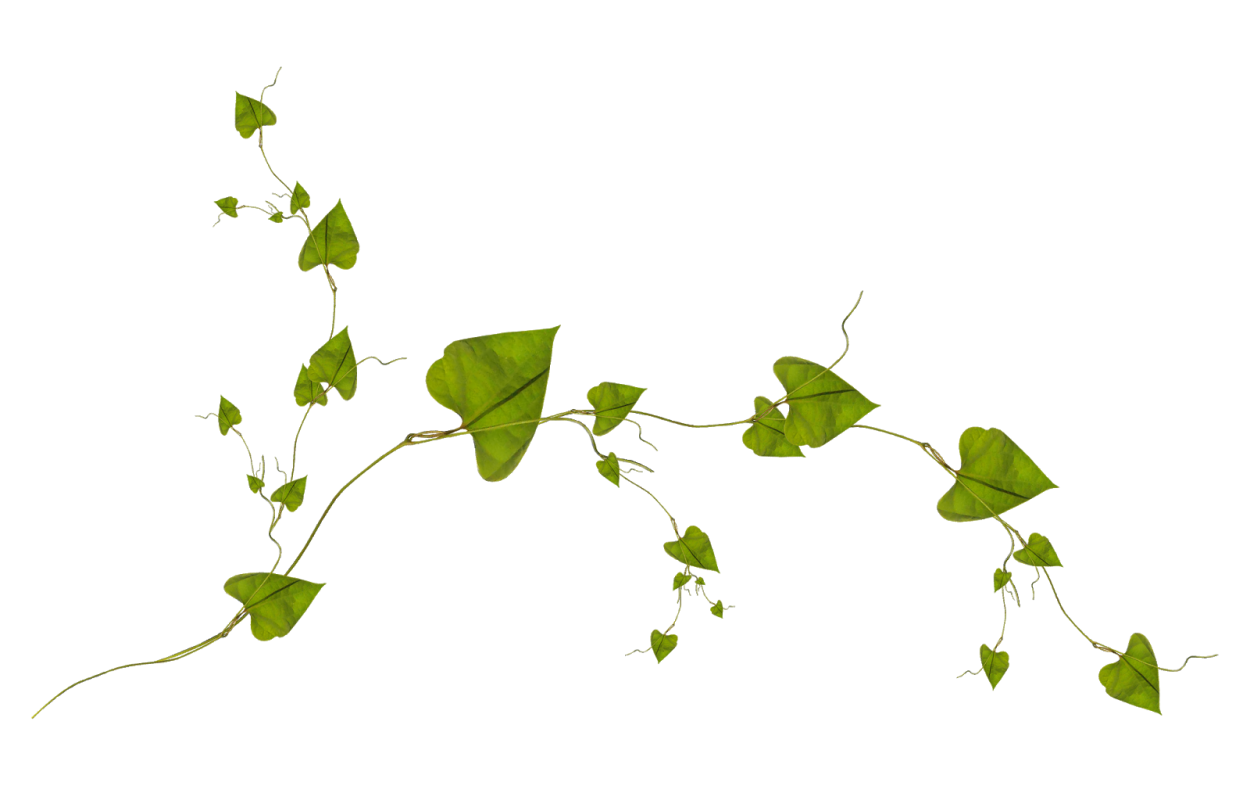 Вьюнок полевой на белом фоне