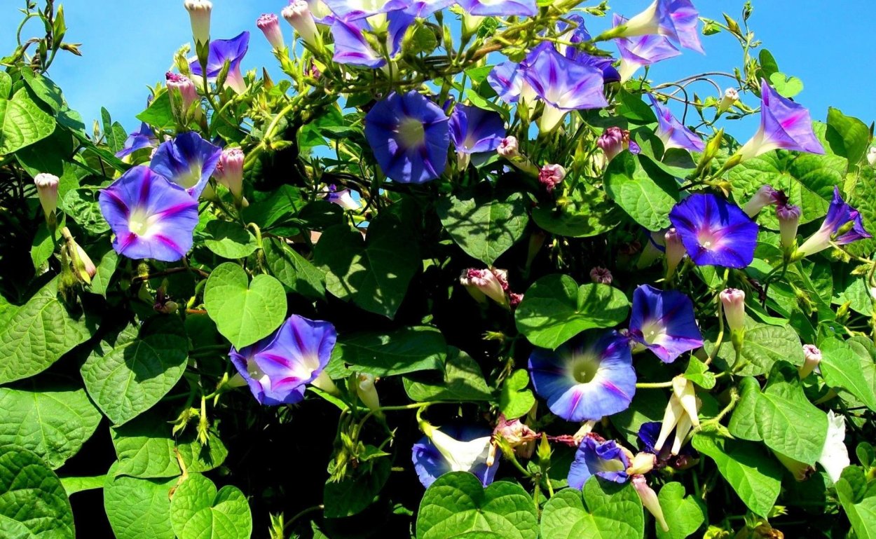 Вьюн зелёный (Никифор дубодёр)