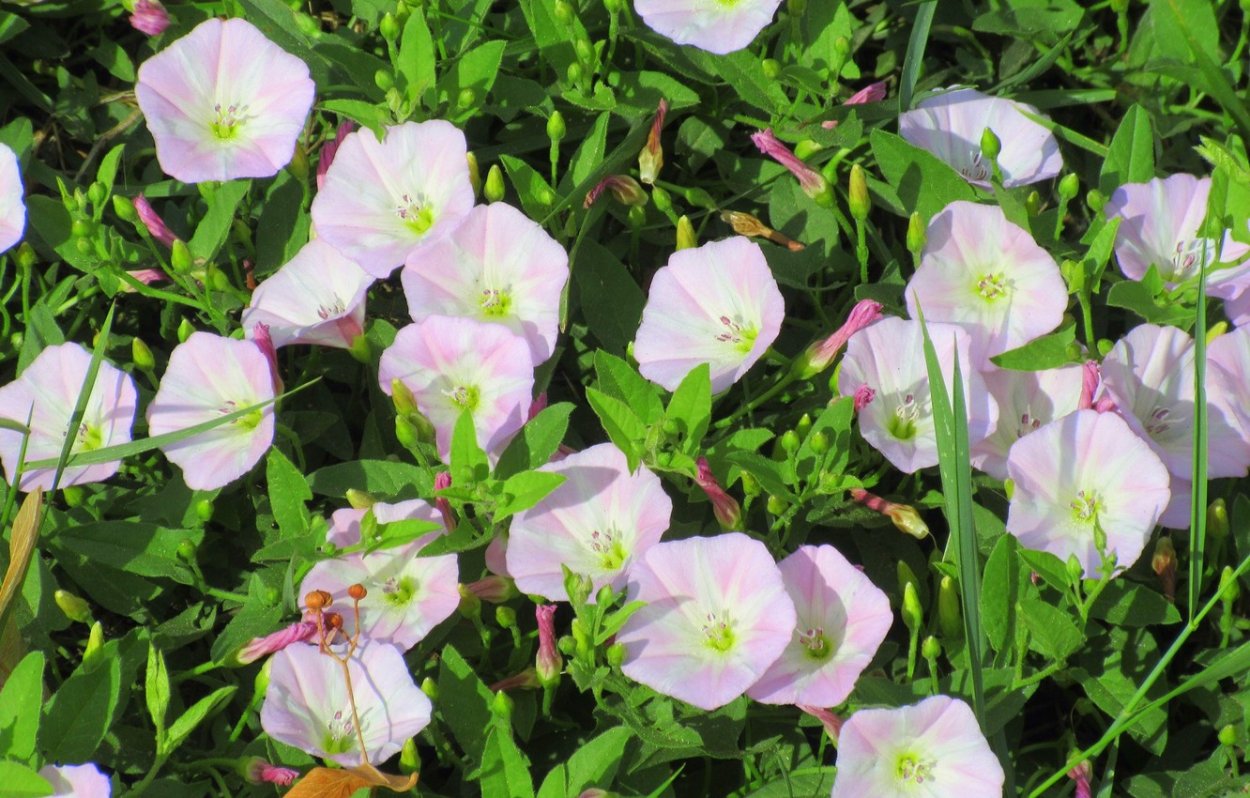 Вьюнок полевой Convolvulus arvensis l.