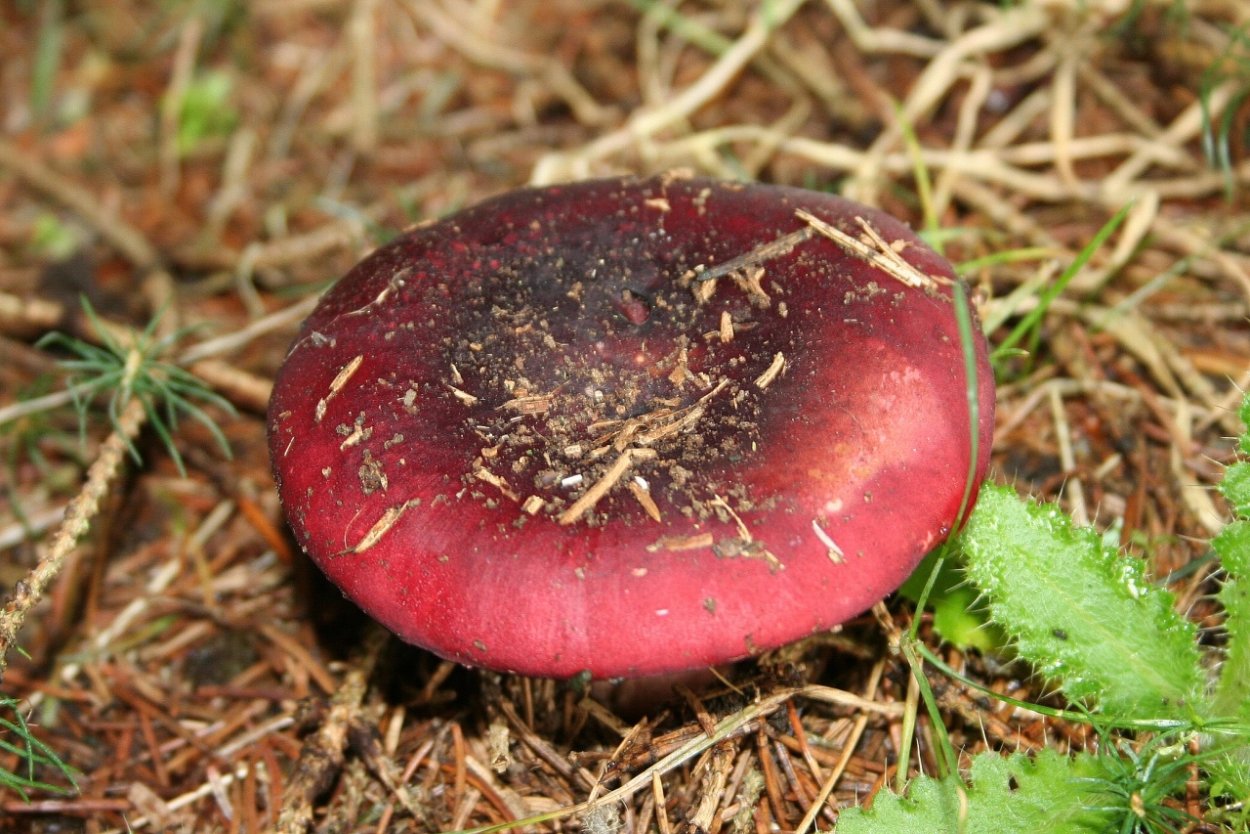 Сыроежка буреющая Russula xerampelina