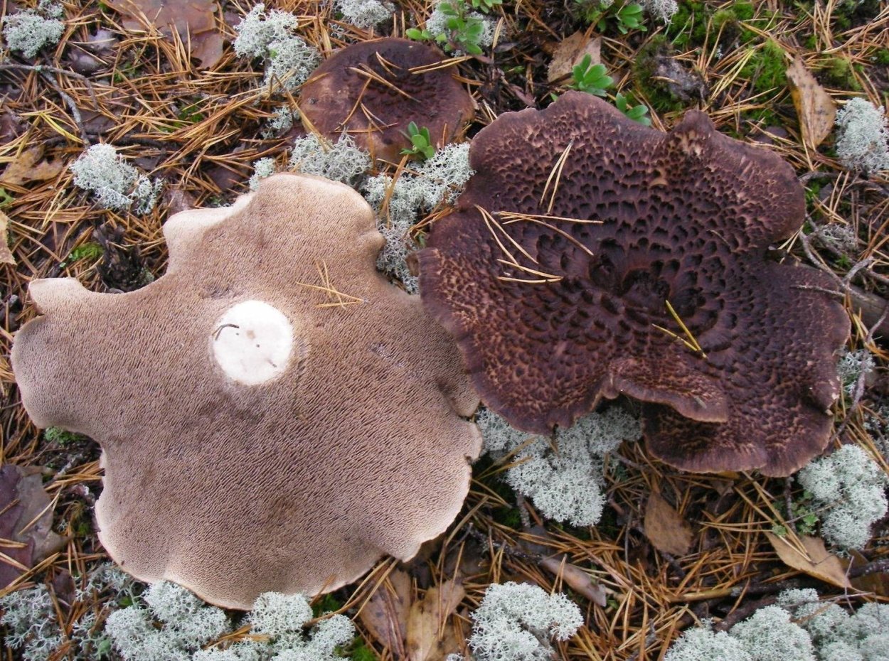 Ежовик пёстрый