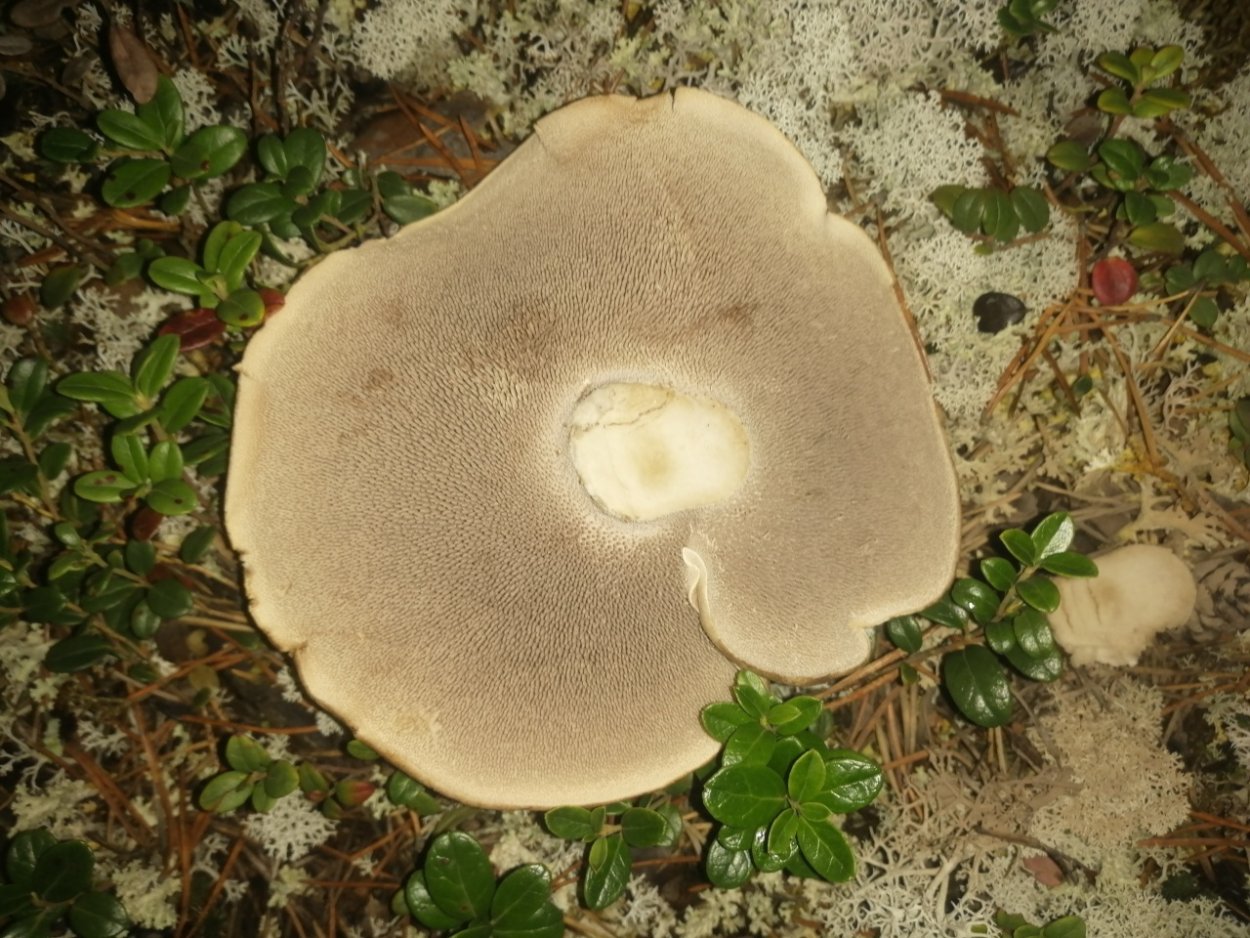 Ежовик гриб Колчак