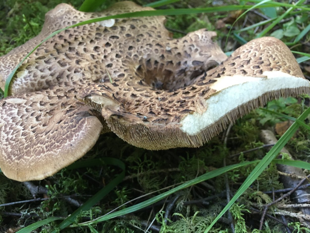 Ежовик пестрый гриб