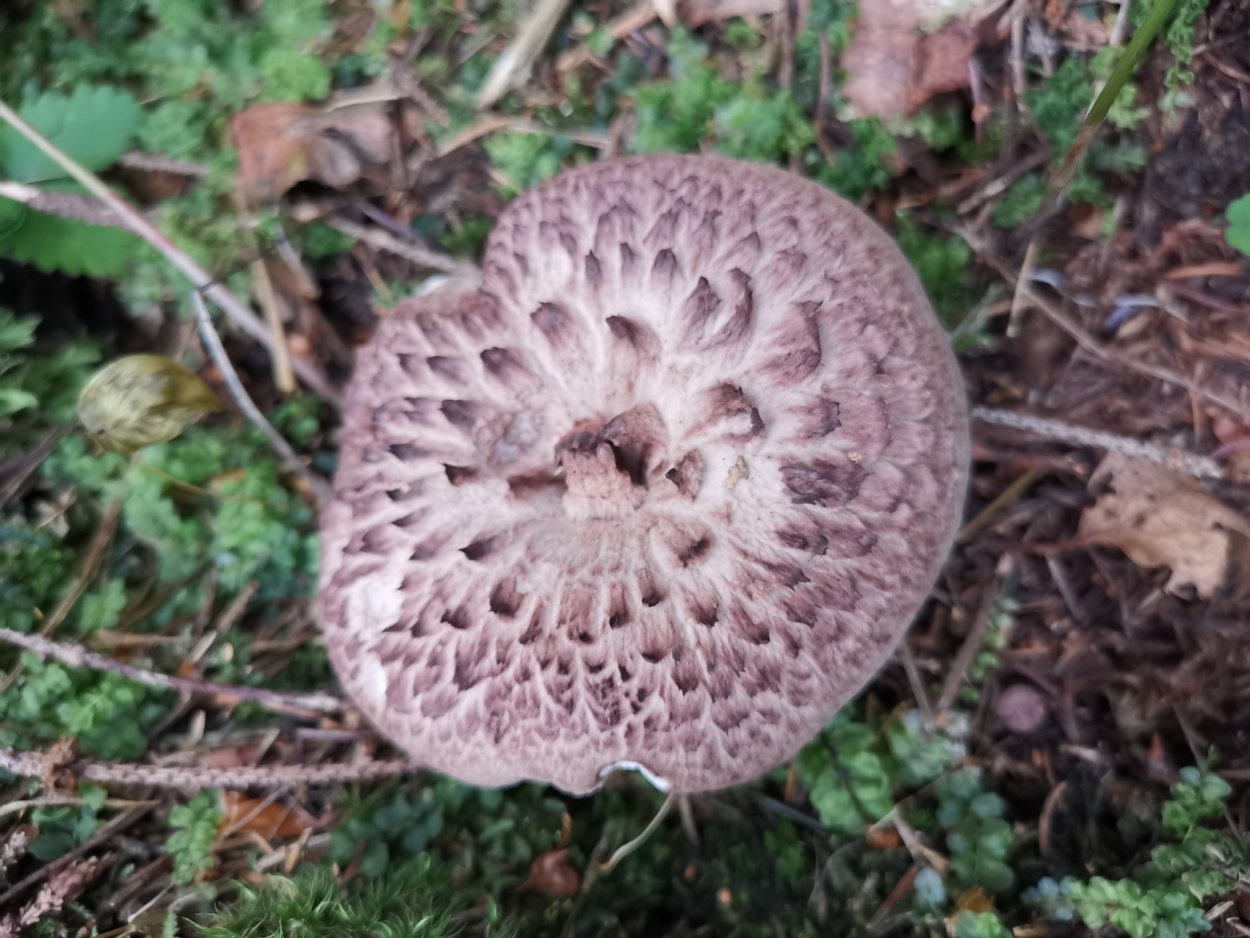 Ежовик выемчатый