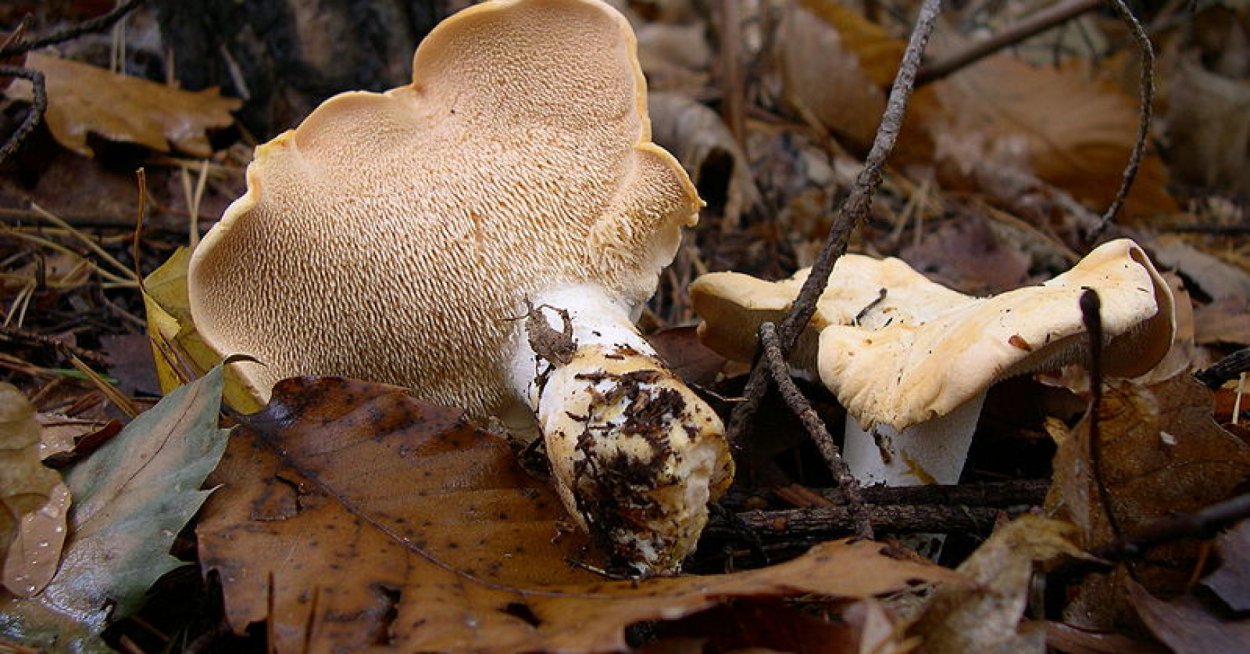 Ежовик гриб Колчак