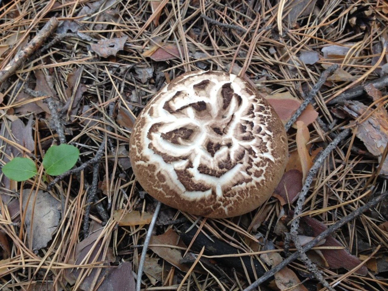 Грибов Юрий Бор