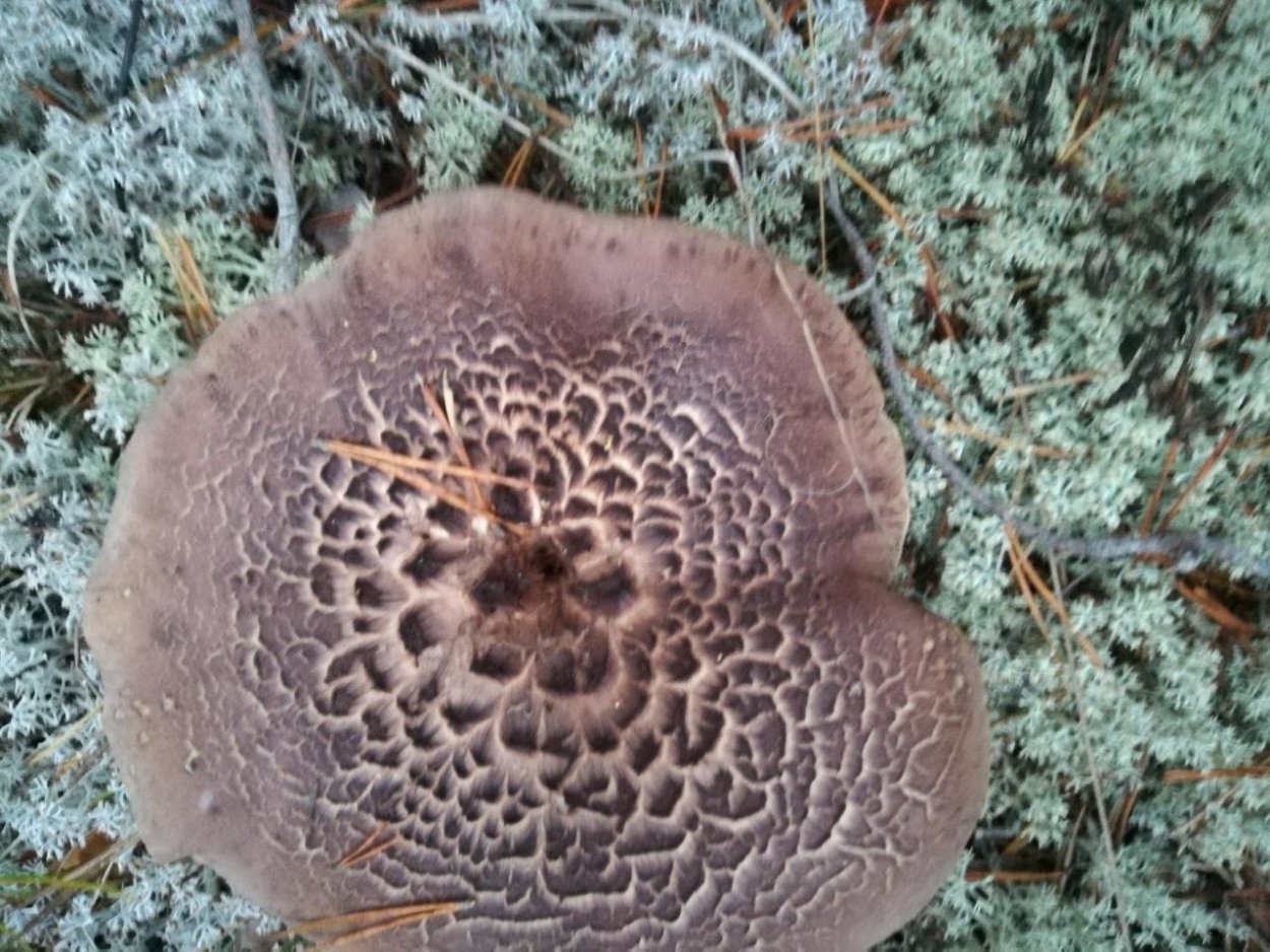 Гриб климакодон Северный