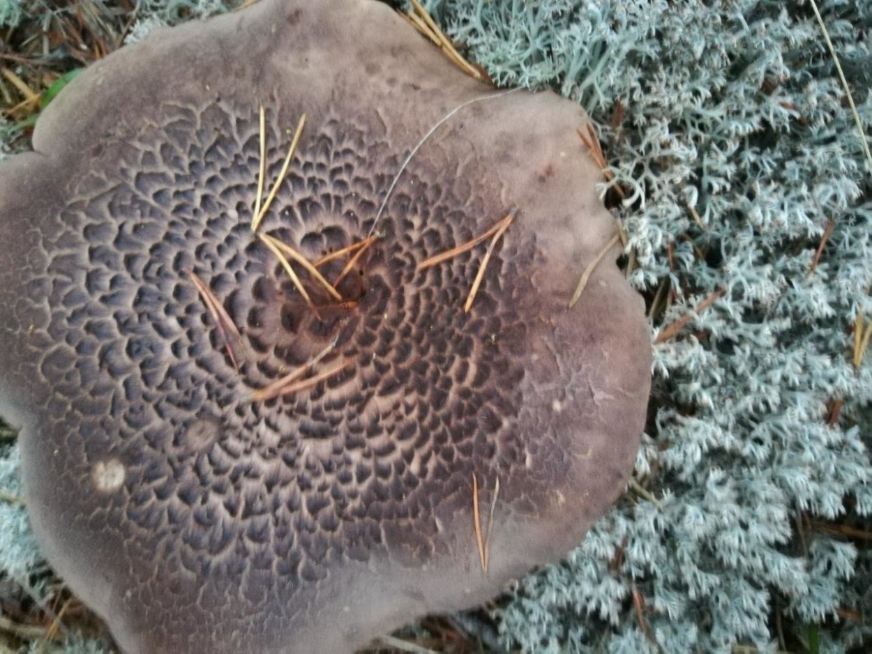 Ежовик пёстрый