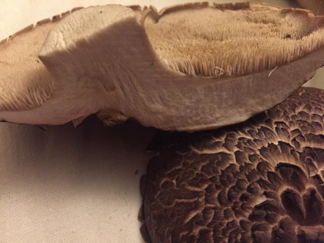 Гриб Саркодон чешуйчатый