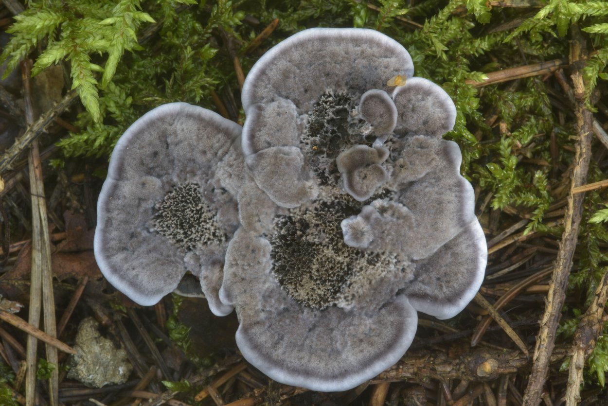 Гриб ежовик черный