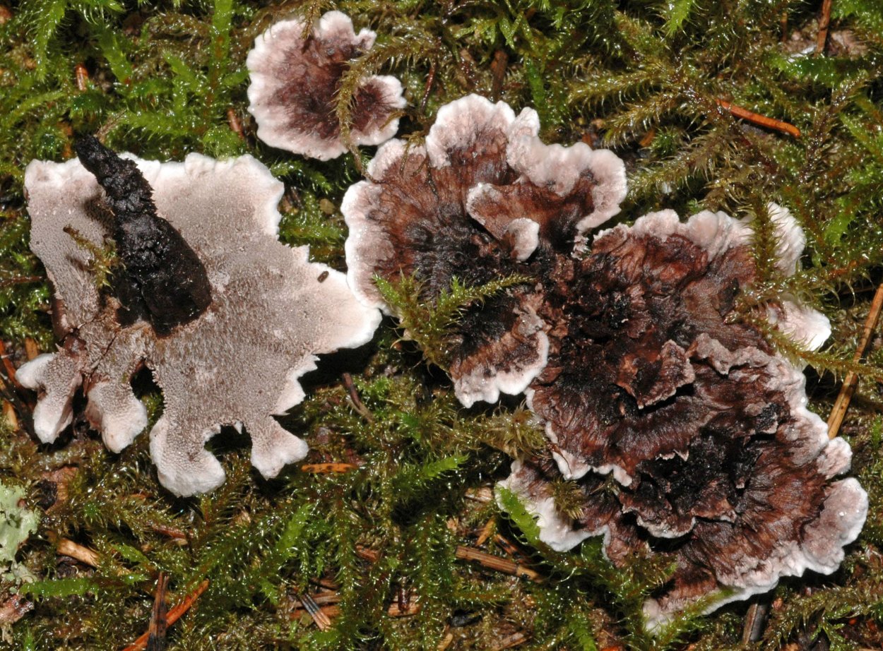 Ежовик войлочный