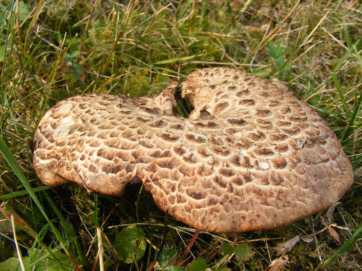 Гриб ежовик черепитчатый