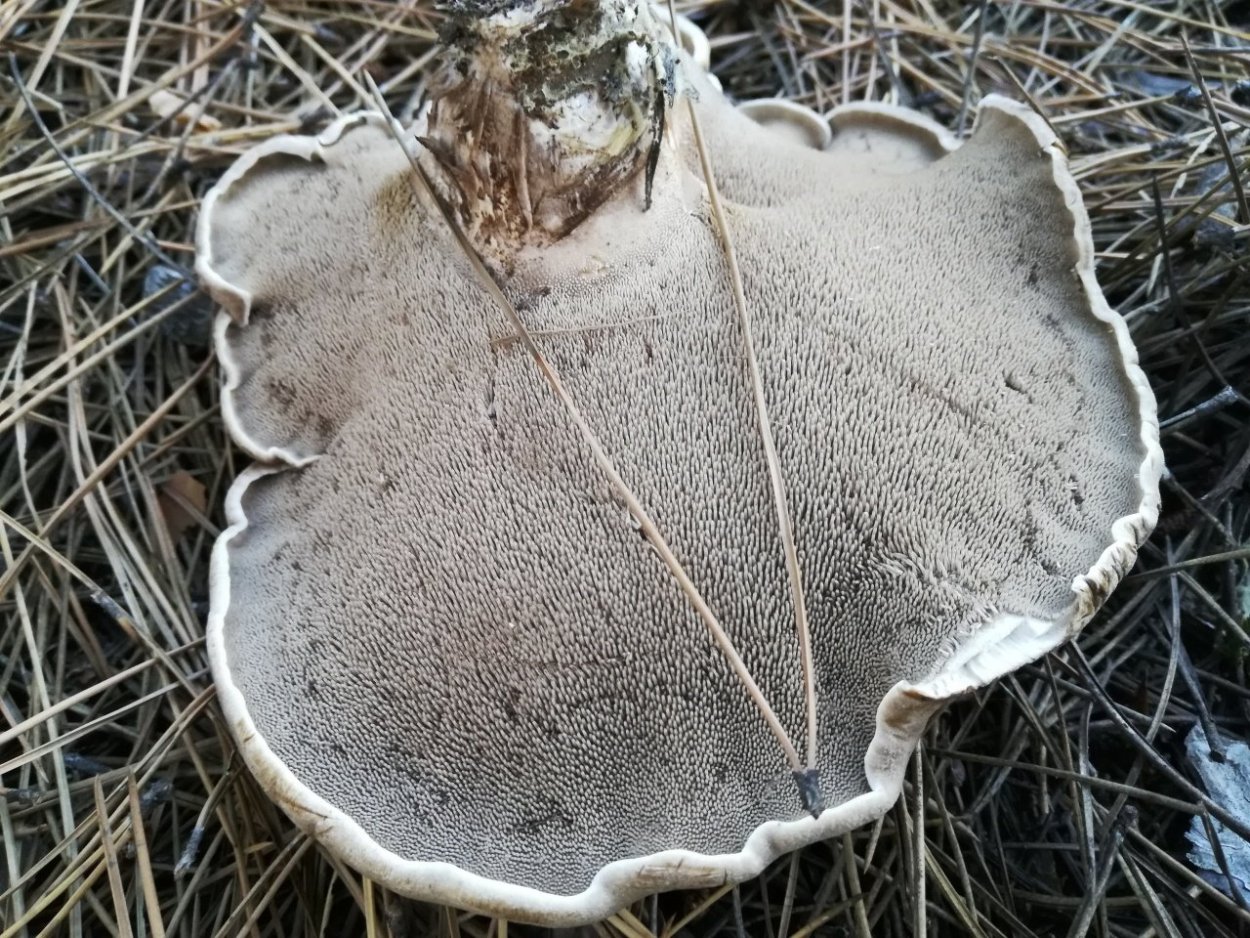 Ежовик гребенчатый Hericium Erinaceus Lion's Mane Mushroom игловиден Корал Igel-Stachelbart