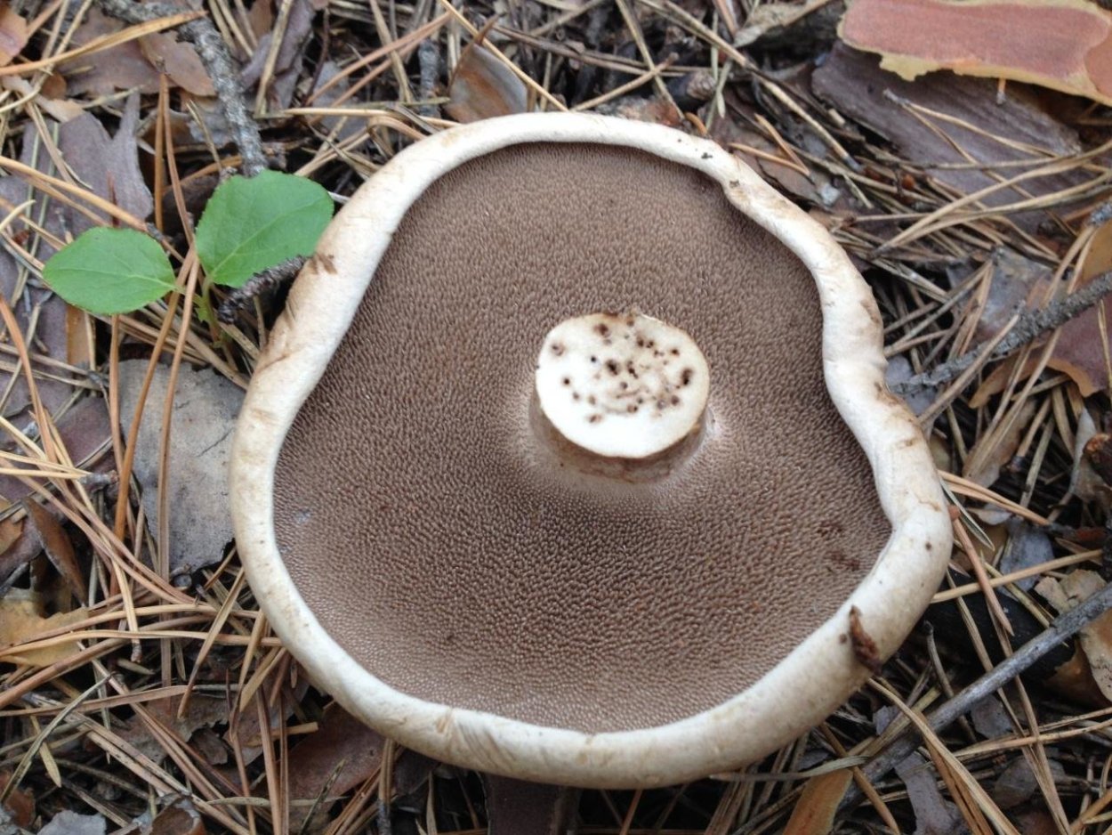 Ежовник коралловидный