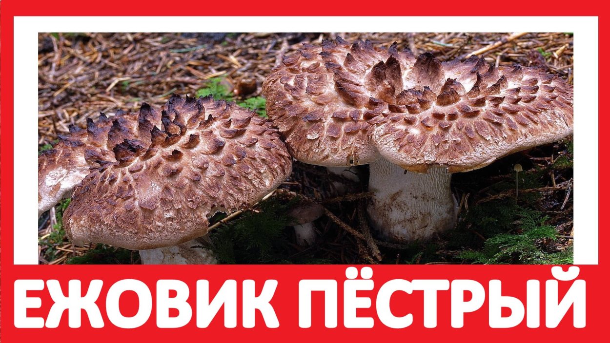 Тремеллодон студенистый; ледяной гриб, (Tremellodon gelatinosum, Pseudohydnum gelatinosum).