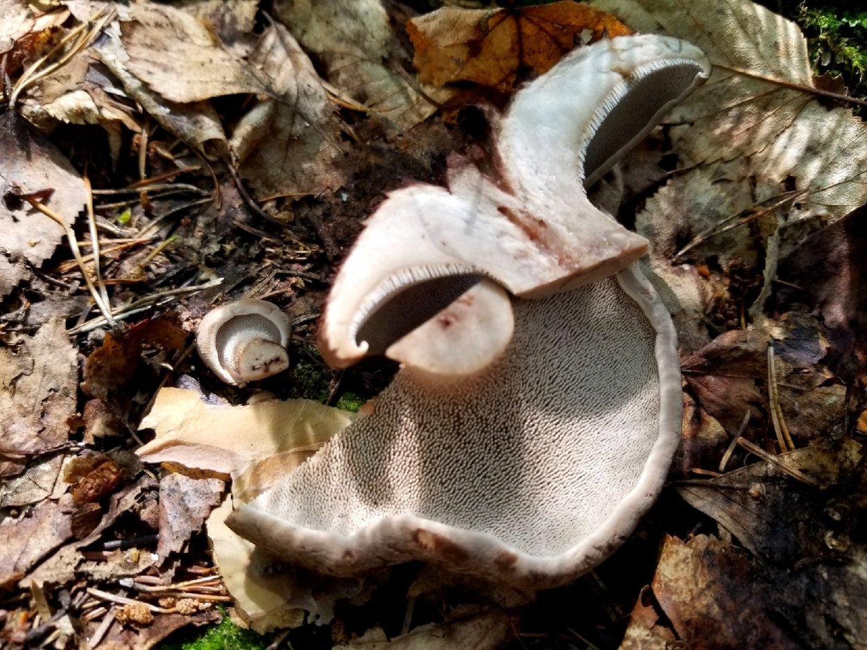 Гриб Саркодон черепитчатый