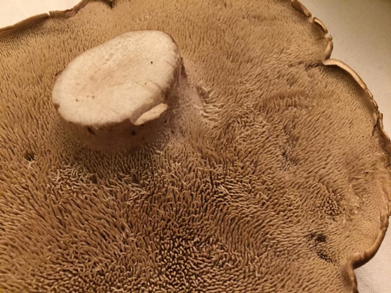 Ежовик гриб съедобный