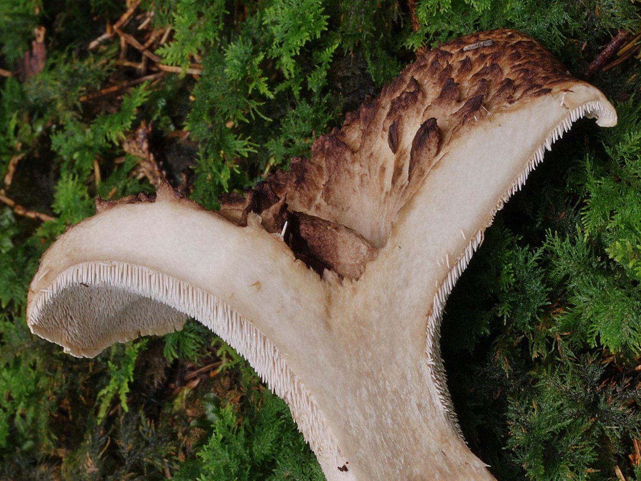 Гриб Саркодон чешуйчатый