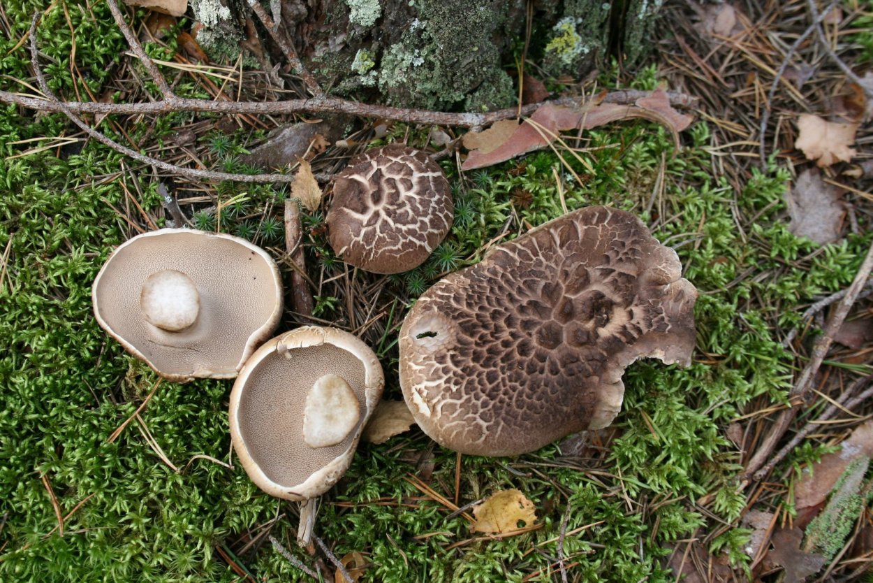 Гриб ежовик черепитчатый