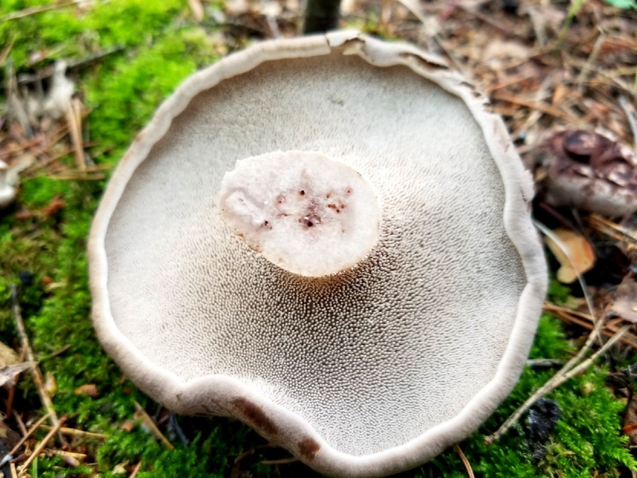 Гриб коричневый ежовик