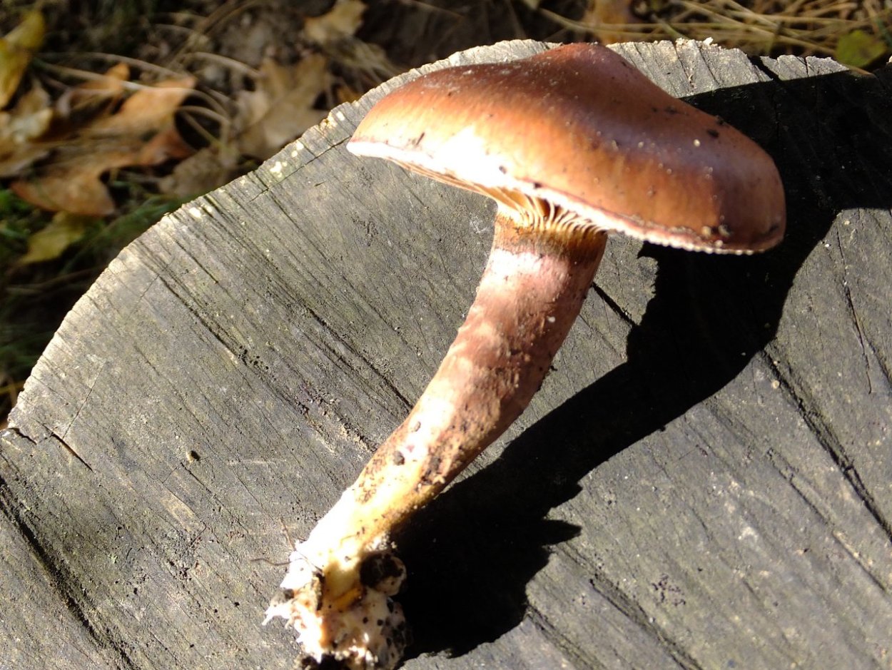 Грибы солоновики съедобные