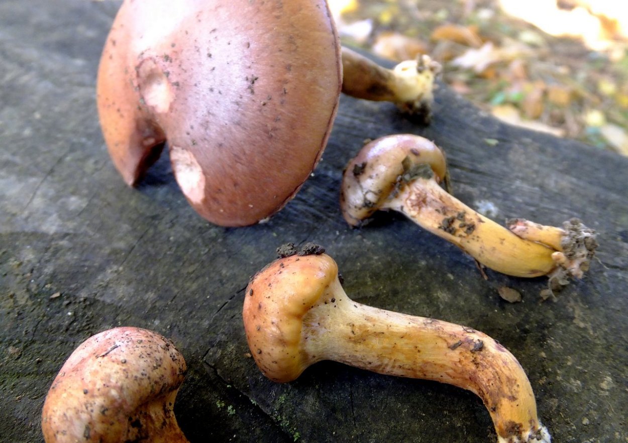 Боровик пороспоровый