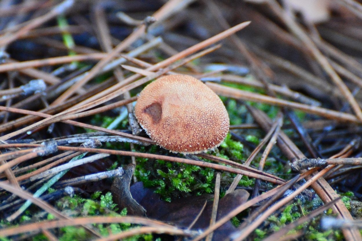 Ежовик пестрый Sarcodon imbricatus