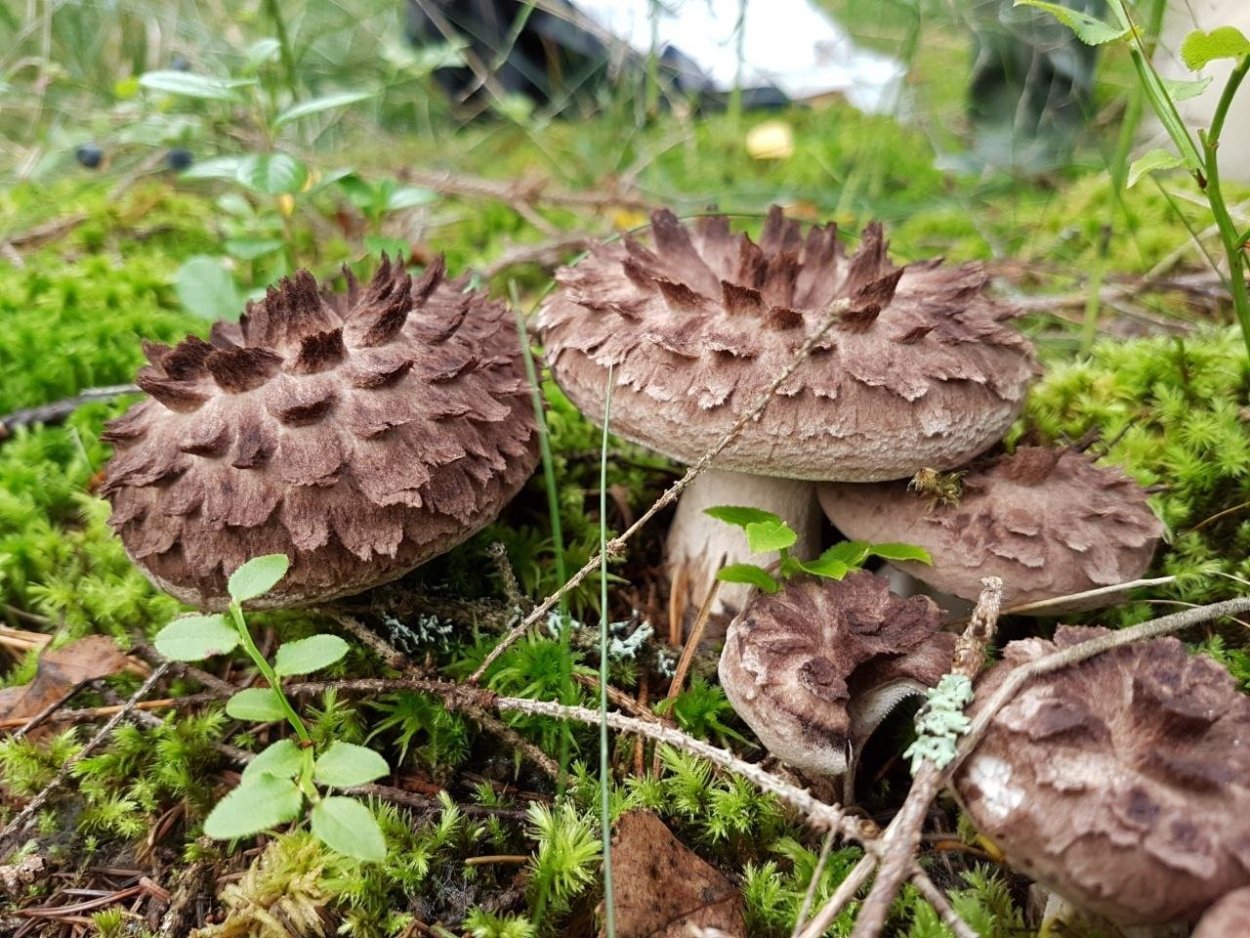 Мокруха желтоножковая грибы